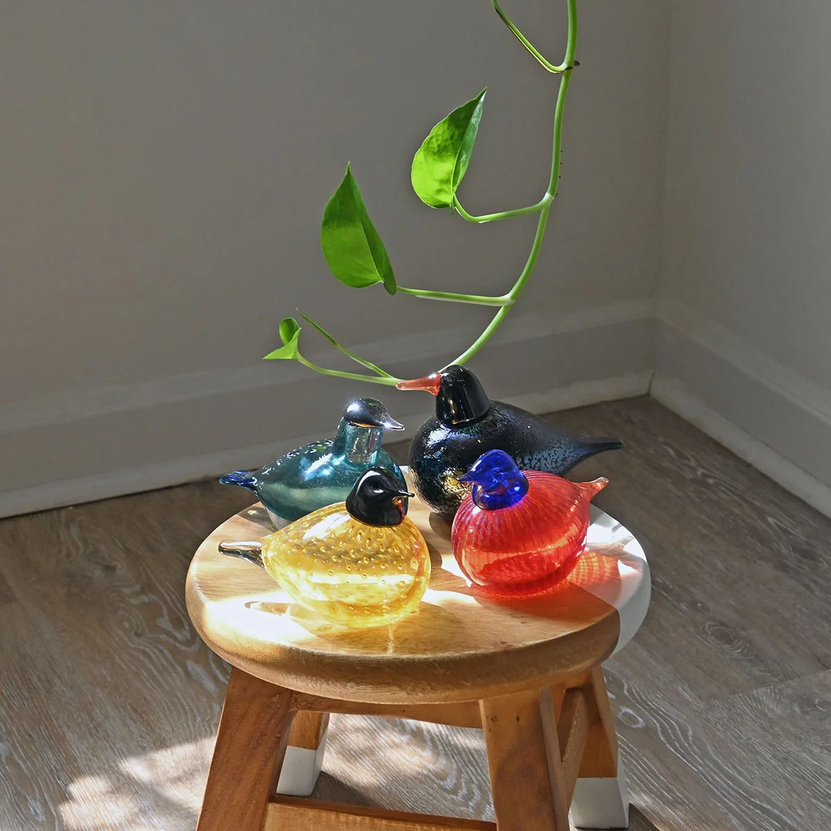 Bianco Blu Blackbird - Image 3