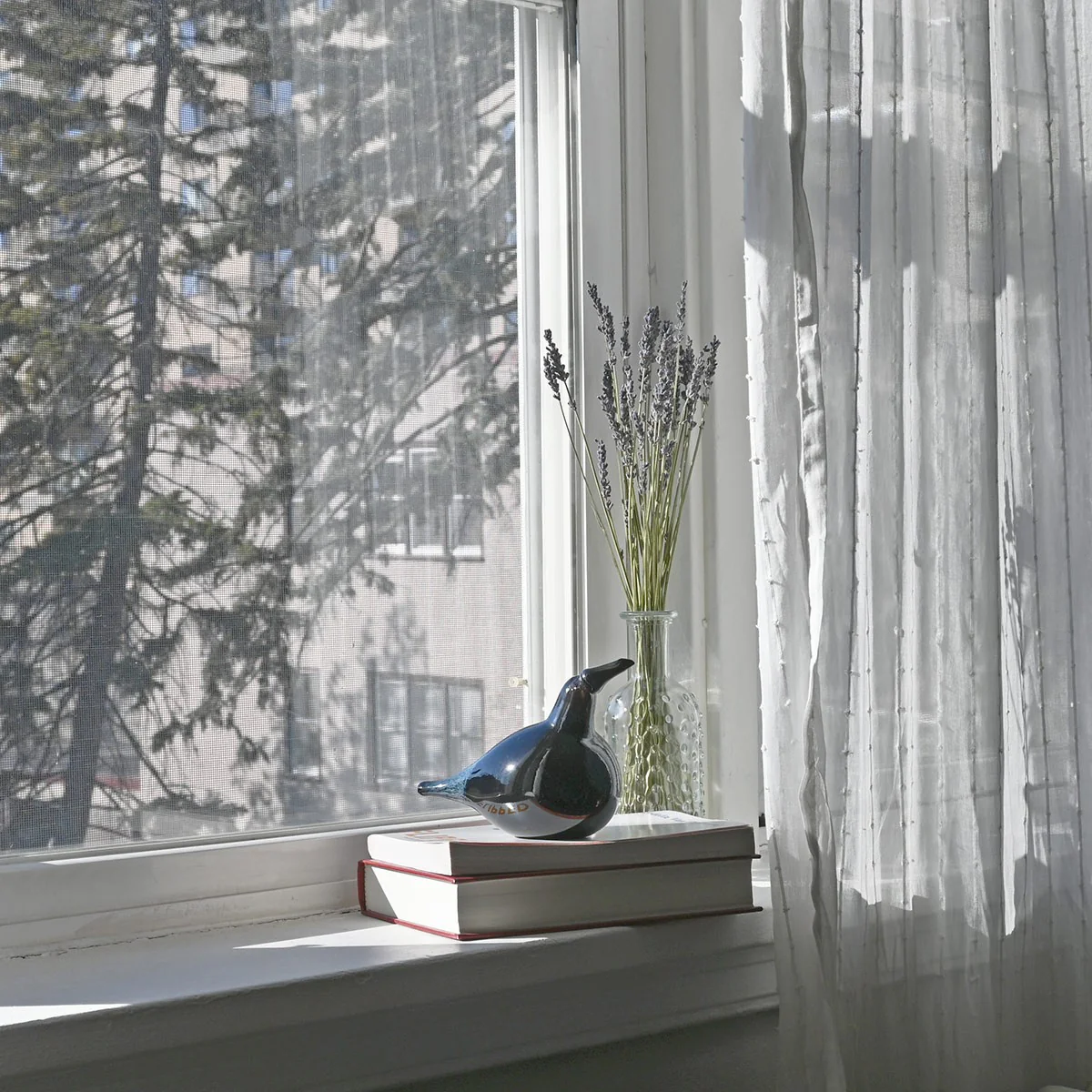 Bianco Blu Crow - Image 5