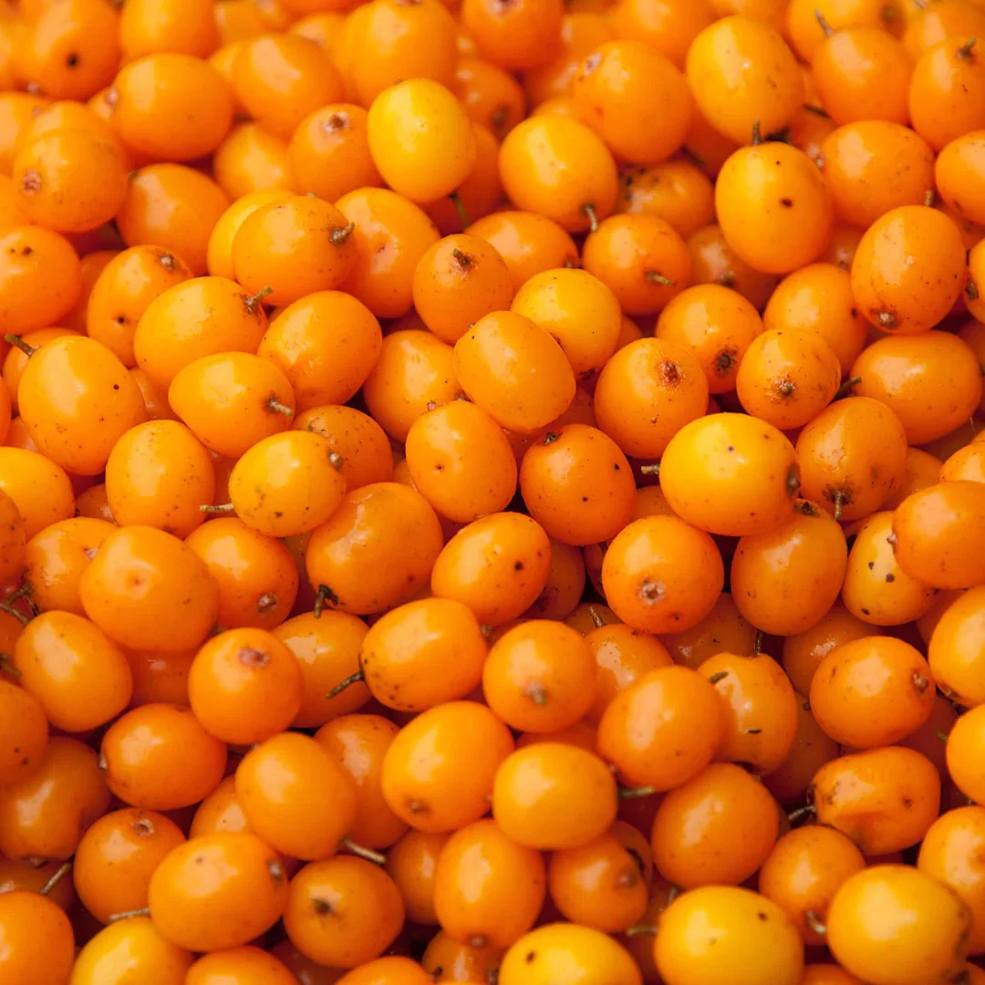NordicNordic Sea Buckthorn Powder - Image 2